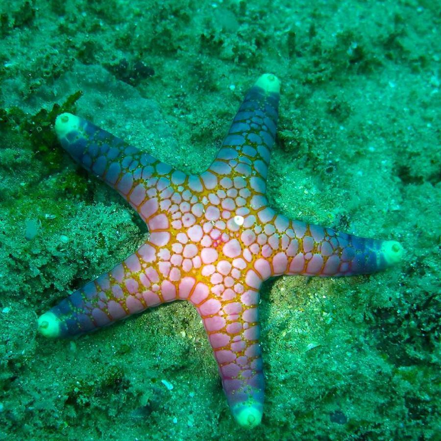 Seadina Coral Home Matara Esterno foto