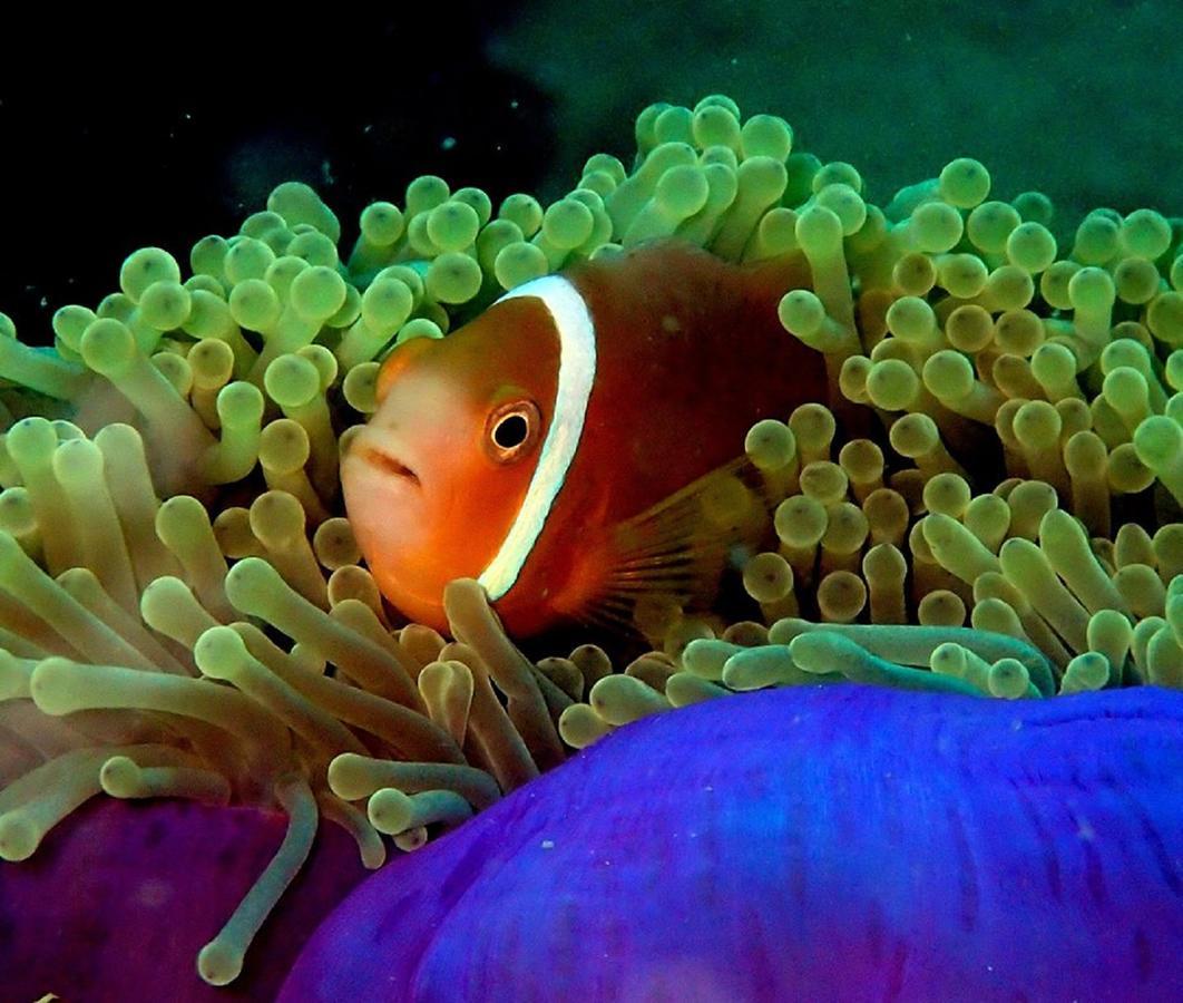 Seadina Coral Home Matara Esterno foto