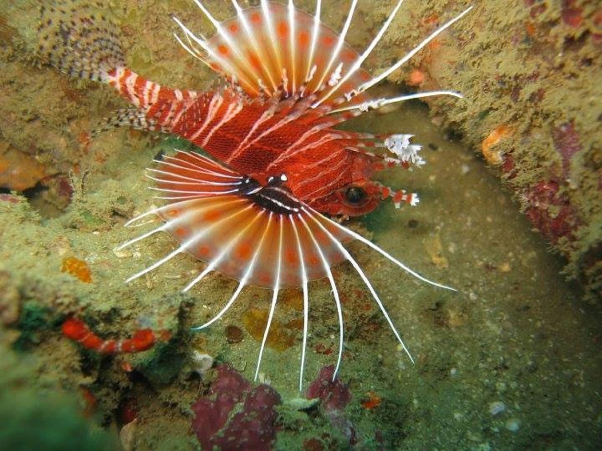 Seadina Coral Home Matara Esterno foto