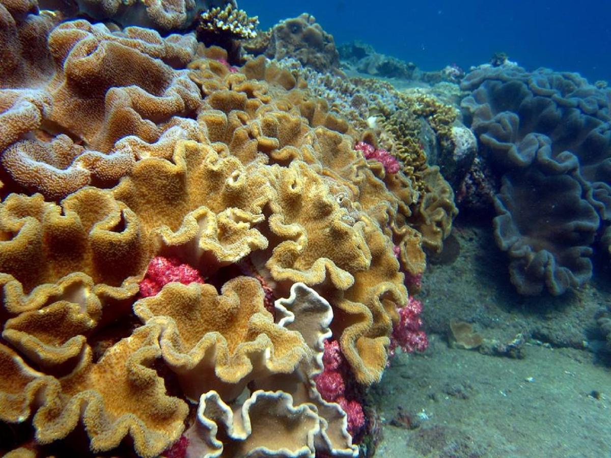 Seadina Coral Home Matara Esterno foto